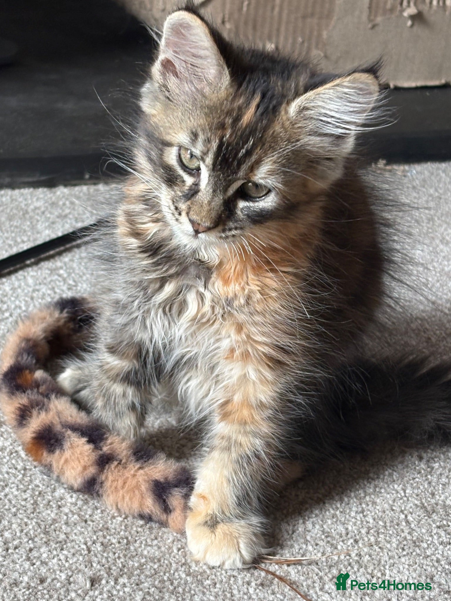 Maine Coon cats Beautiful Pedigree Maine Coon Kittens  - Advert 2
