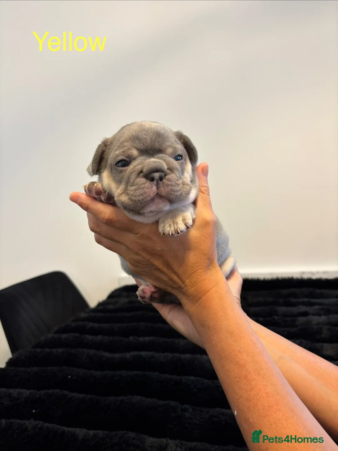 French Bulldog dogs for sale: Pedigree French Bulldog puppies-2 boys and 3 girls - Advert 21