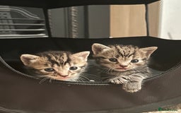 Mixed Breed cats for sale: Litter of 6 beautiful kittens - Image 17