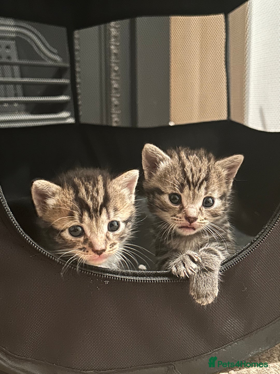 Mixed Breed cats for sale: Litter of 6 beautiful kittens - Image 17