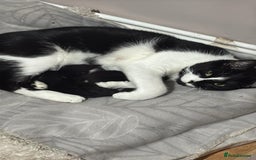 Domestic Shorthair cats for sale: Domestic short haired kittens  - Image 1