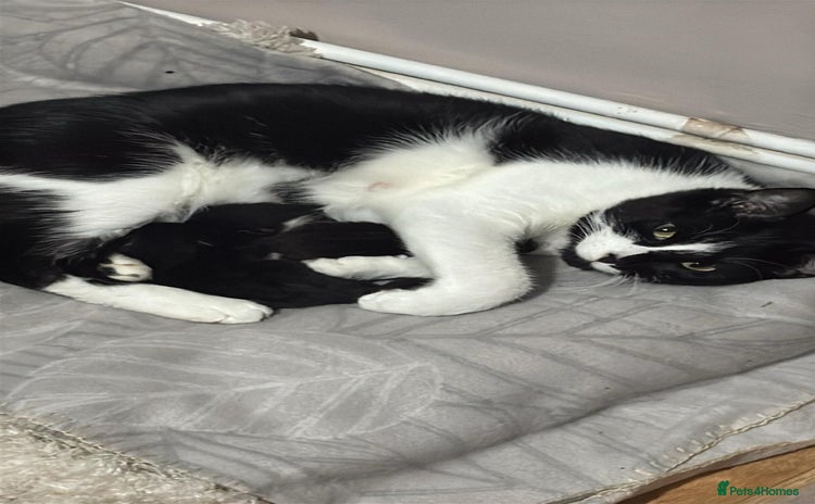 Domestic Shorthair cats - Advert 1