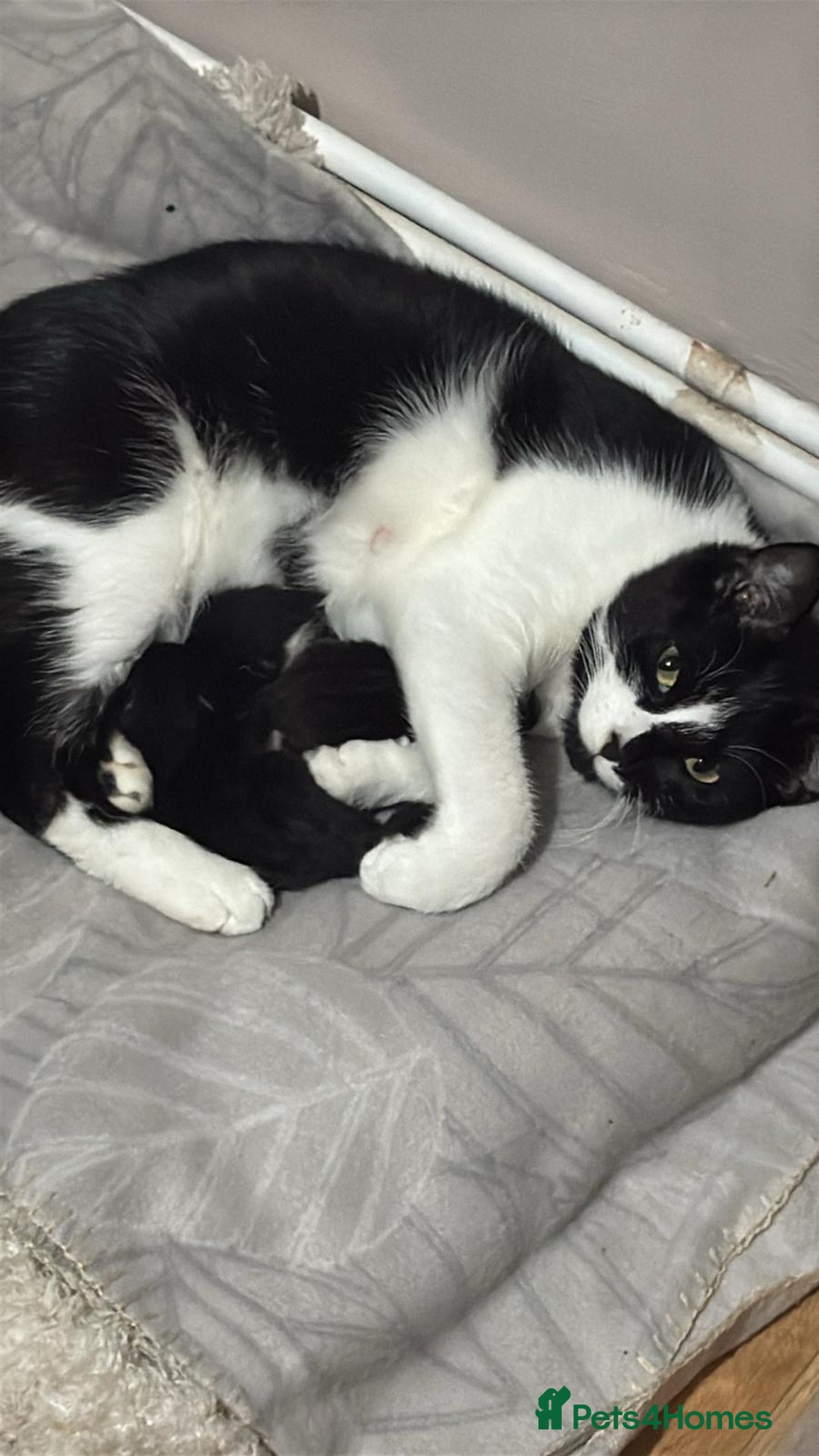 Domestic Shorthair cats for sale: Domestic short haired kittens  - Image 1