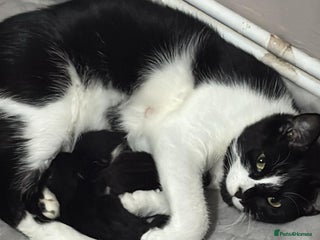 Domestic Shorthair cats - Advert 21