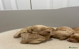 Cockapoo dogs for sale: Pra clear f1 cockpoo - Image 19