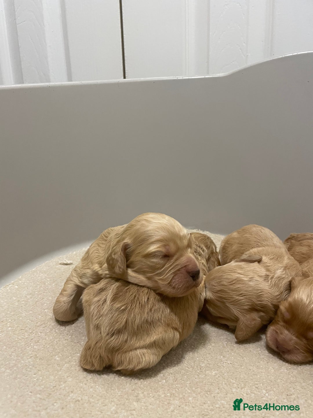 Cockapoo dogs for sale: Pra clear f1 cockpoo - Image 19