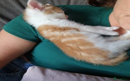 British Shorthair cats for sale: Six Gorgeous Kittens Available From Next Week - Image 20