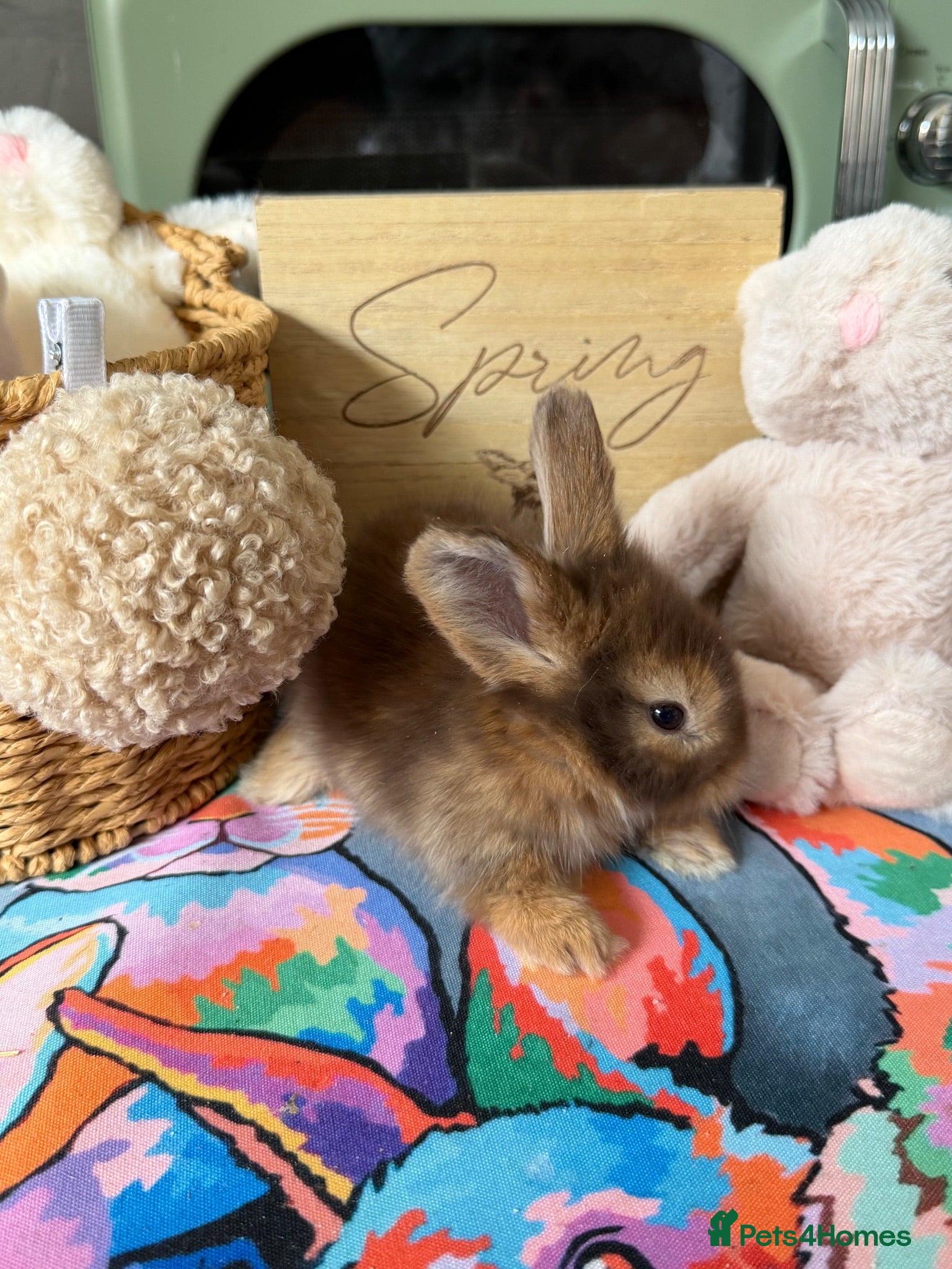 Angora rabbits Angora full face purebred balls of fluff 🐇  - Advert 1