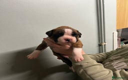 Boxer dogs for sale: 5 * kc boxer puppies  - Image 4