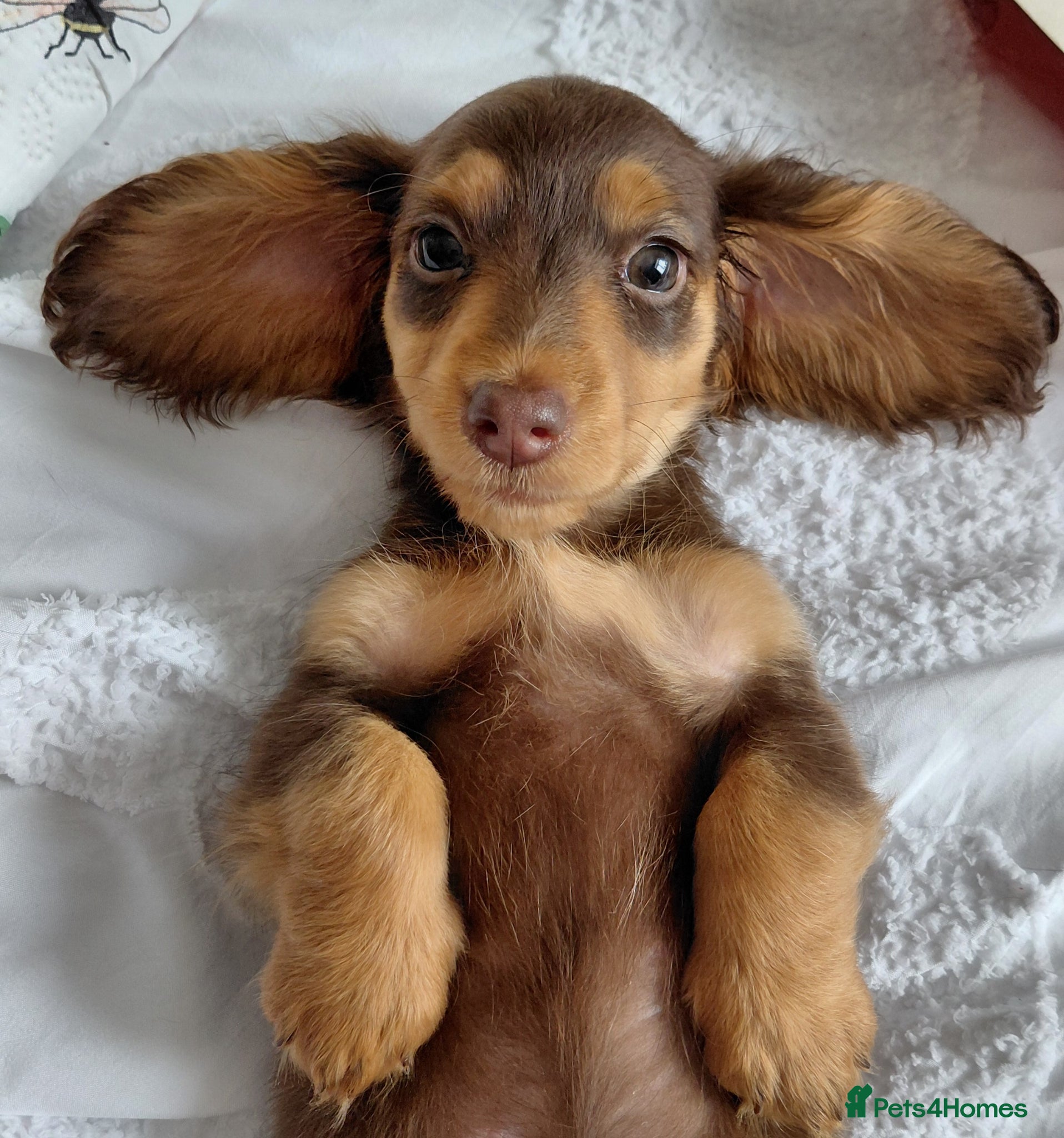 Miniature Dachshund dogs ✨️Available & Ready✨️3 Left✨️Longhaired Mini's✨️ - Advert 12