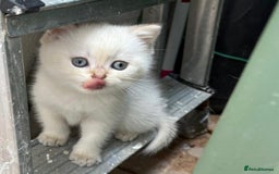 British Shorthair cats for sale: British Shorthair golden and silver - Image 13