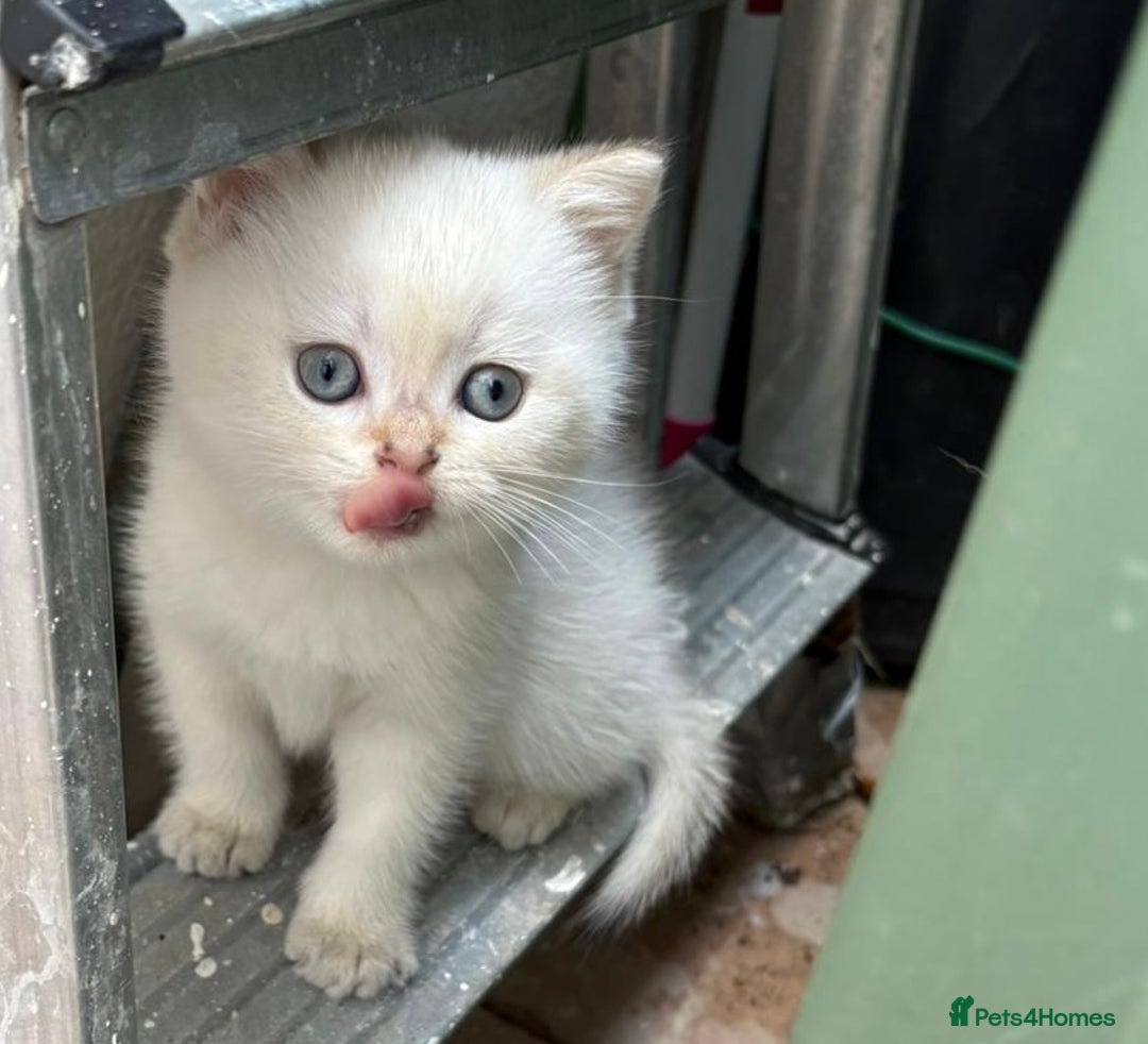 British Shorthair cats for sale: British Shorthair golden and silver - Image 13