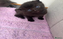 Mixed Breed cats for sale: 5 kittens - Image 26