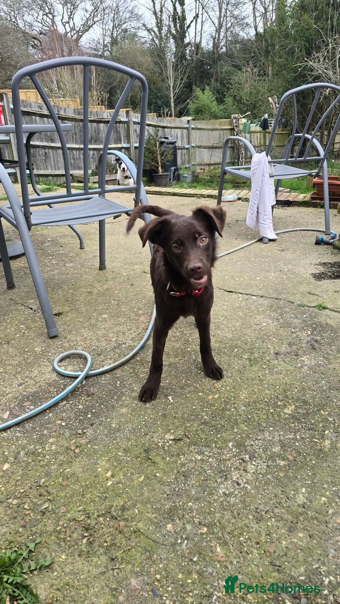 Mixed Breed dogs Chocolate Chip for adoption - Advert 2