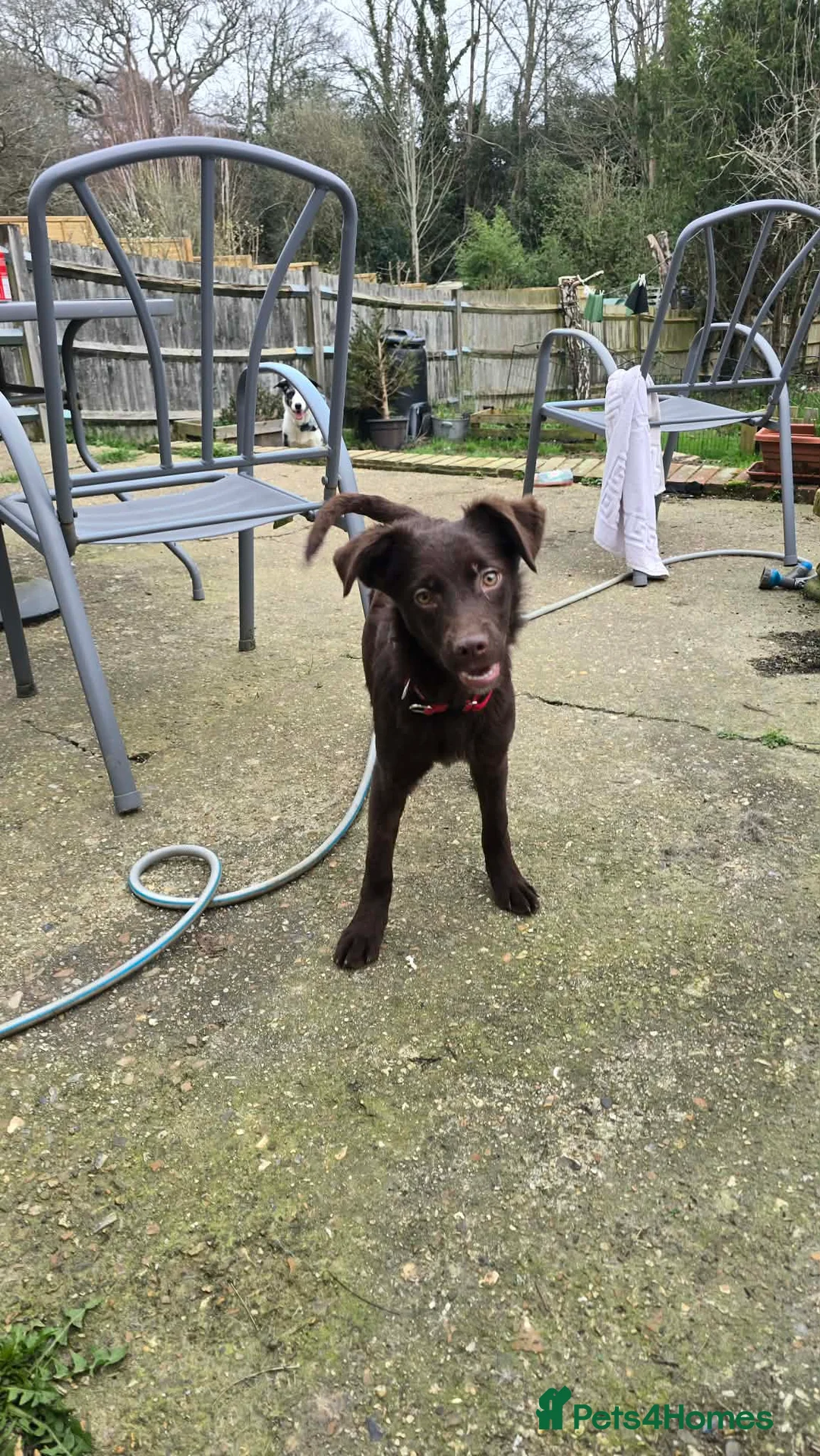 Mixed Breed dogs for adoption: Chocolate Chip for adoption in Hastings - Advert 1