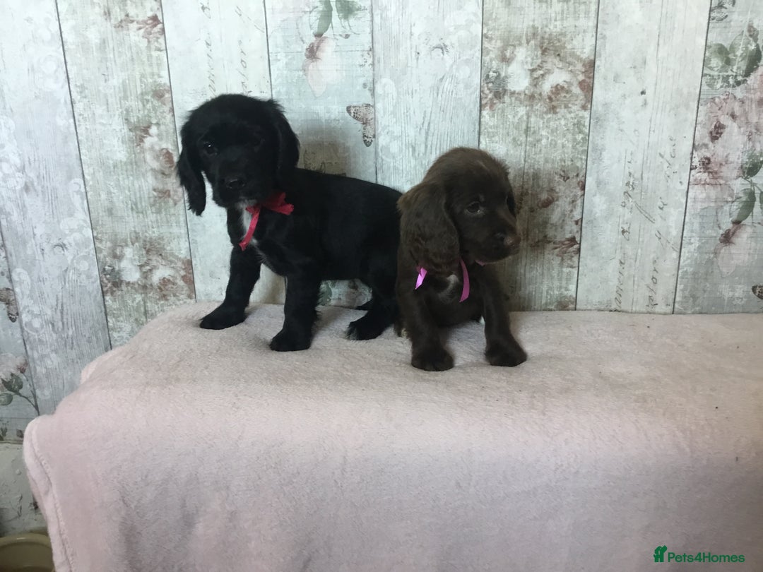Cocker Spaniel dogs for sale: Well socialised Pedigree Cocker pups - Image 14
