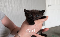 Mixed Breed cats for sale: Beautiful kittens  - Image 4