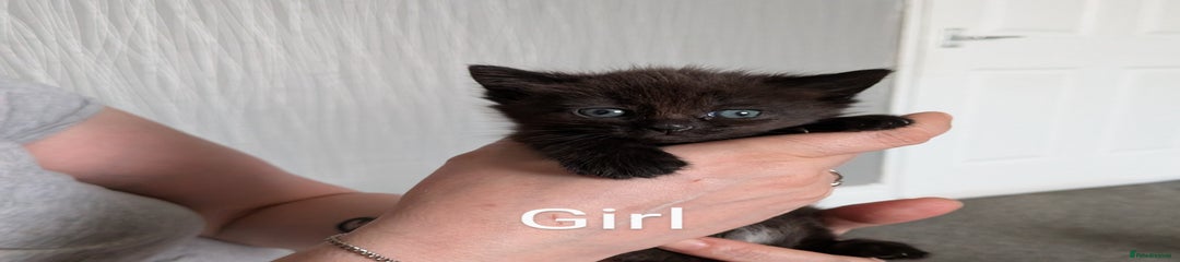 Mixed Breed Kitten 6