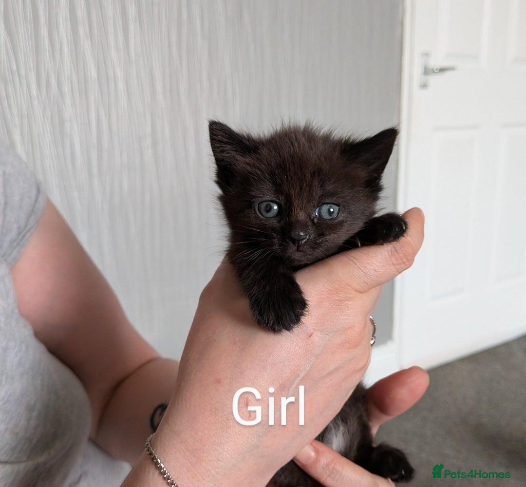 Mixed Breed cats for sale: Beautiful kittens  - Image 4