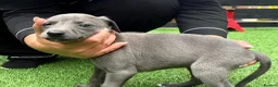 Whippet dogs for sale: Whipets Puppies - Advert 18