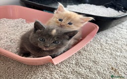 Maine Coon cats for sale: Half main coon kittens  - Image 15