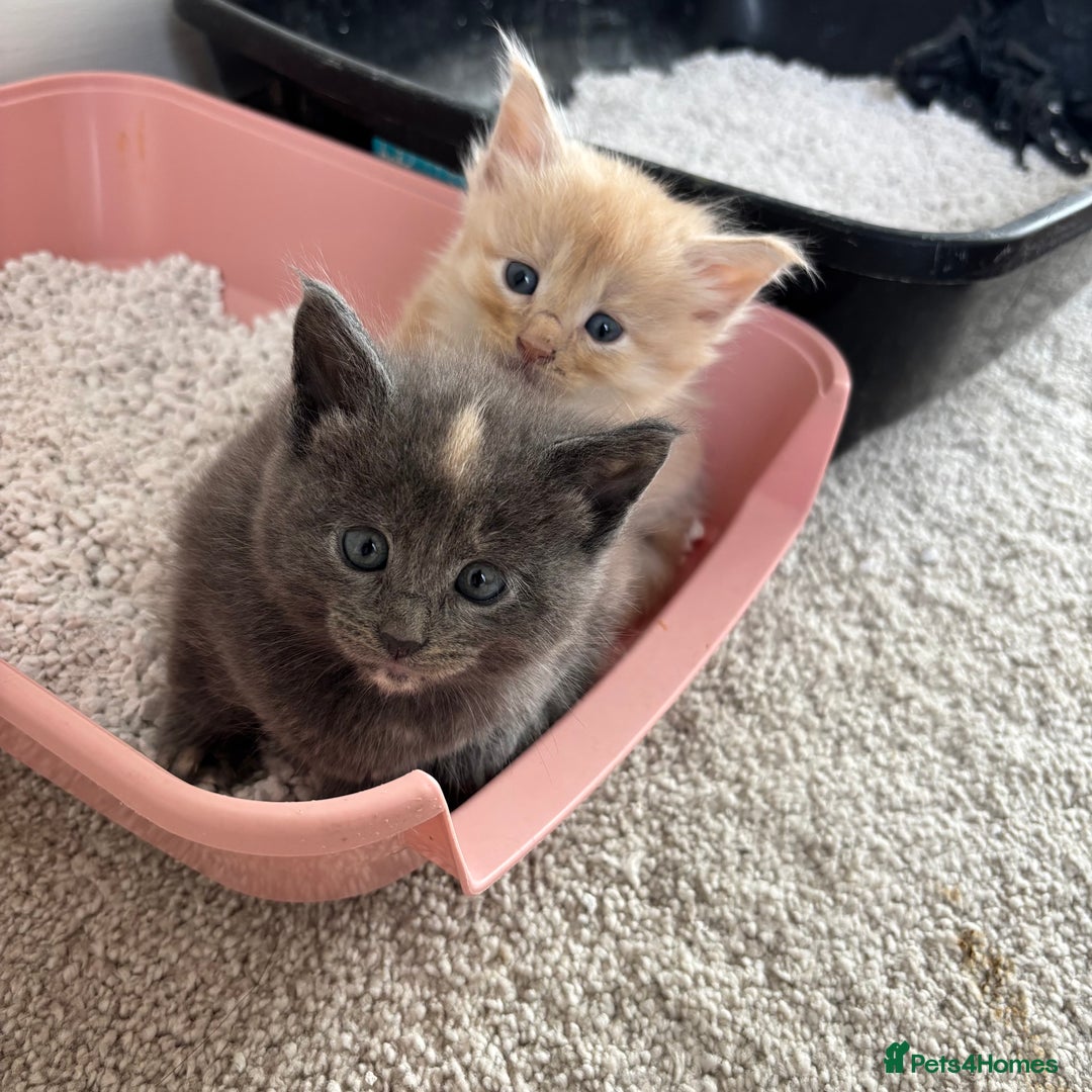 Maine Coon cats for sale: Half main coon kittens  - Image 15