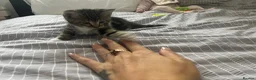 Mixed Breed cats for sale: Beautiful tabby kitten - Advert 1