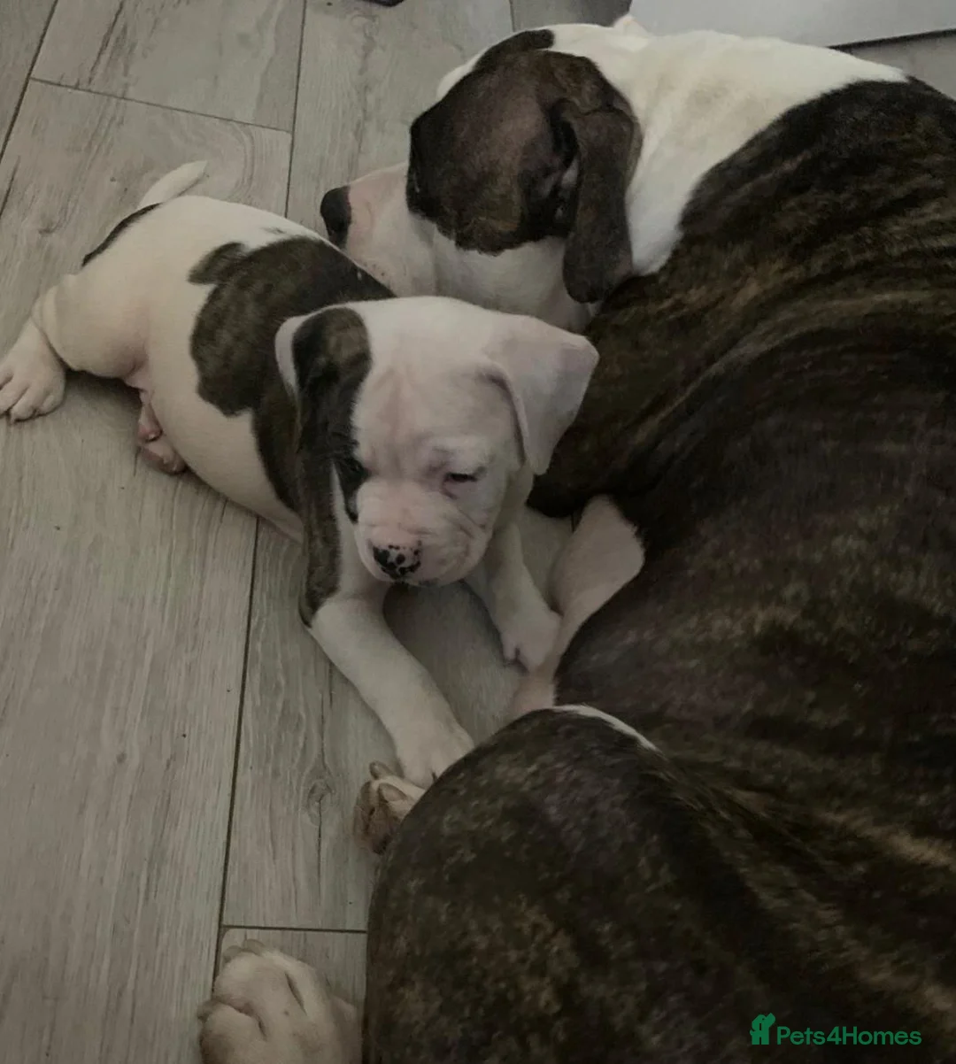 American Bulldog dogs for sale: American Bulldog Puppies  - Advert 2
