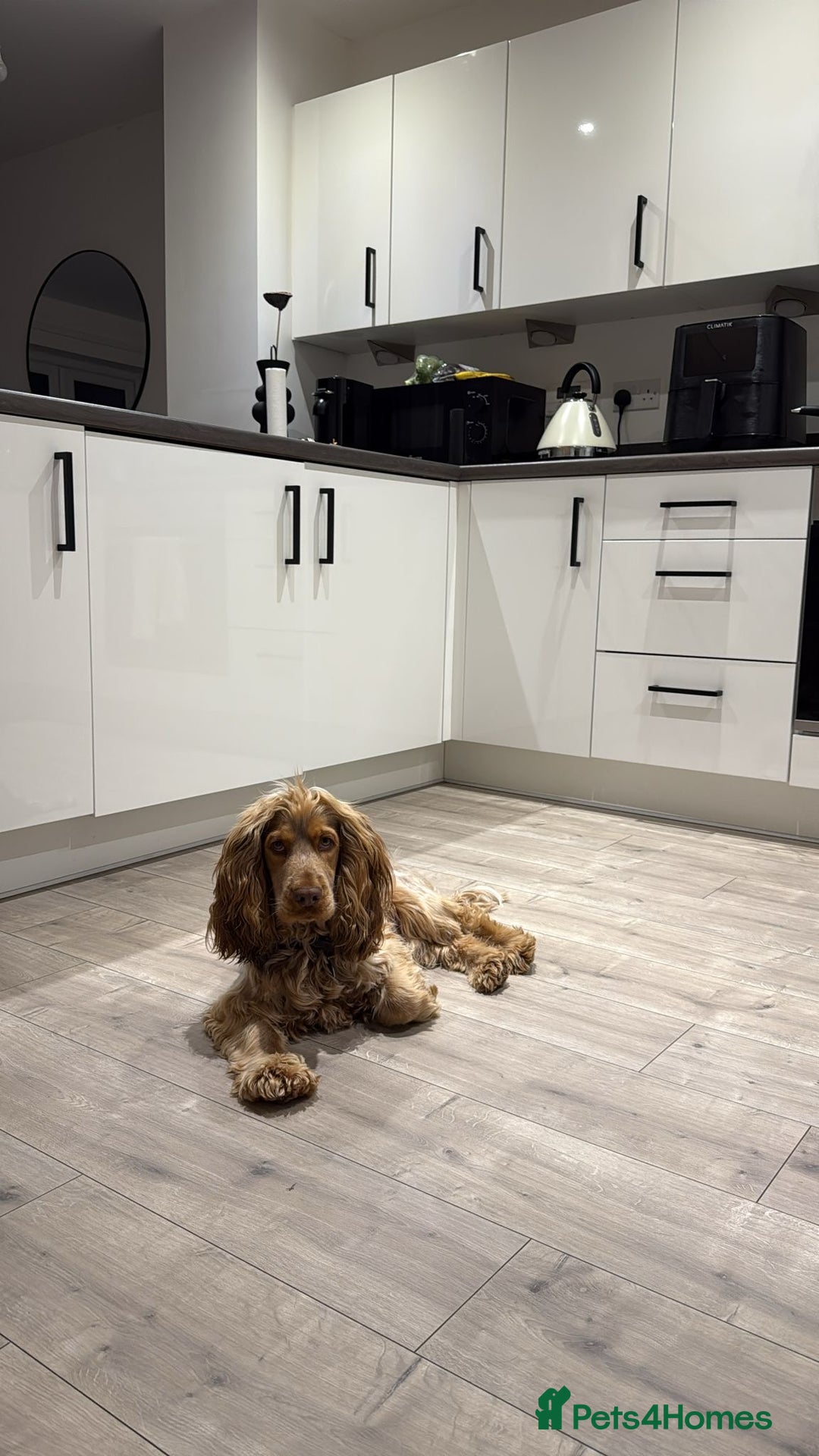 Cocker Spaniel dogs for stud: Show Cocker For Stud Only  - Advert 4