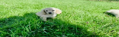 Miniature Dachshund Puppy 4 Blonde cream girl