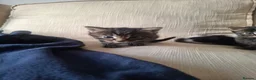 Mixed Breed cats for sale: Beautiful kittens  - Advert 3