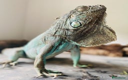 Iguana reptiles for sale: Tank the tame Blue Iguana  - Image 14