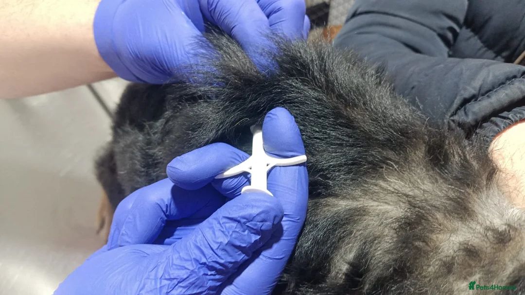 Mixed Breed dogs for adoption: 🐾 RUDY – Waiting for the Life He Deserves 🐾 in Nottingham - Advert 7