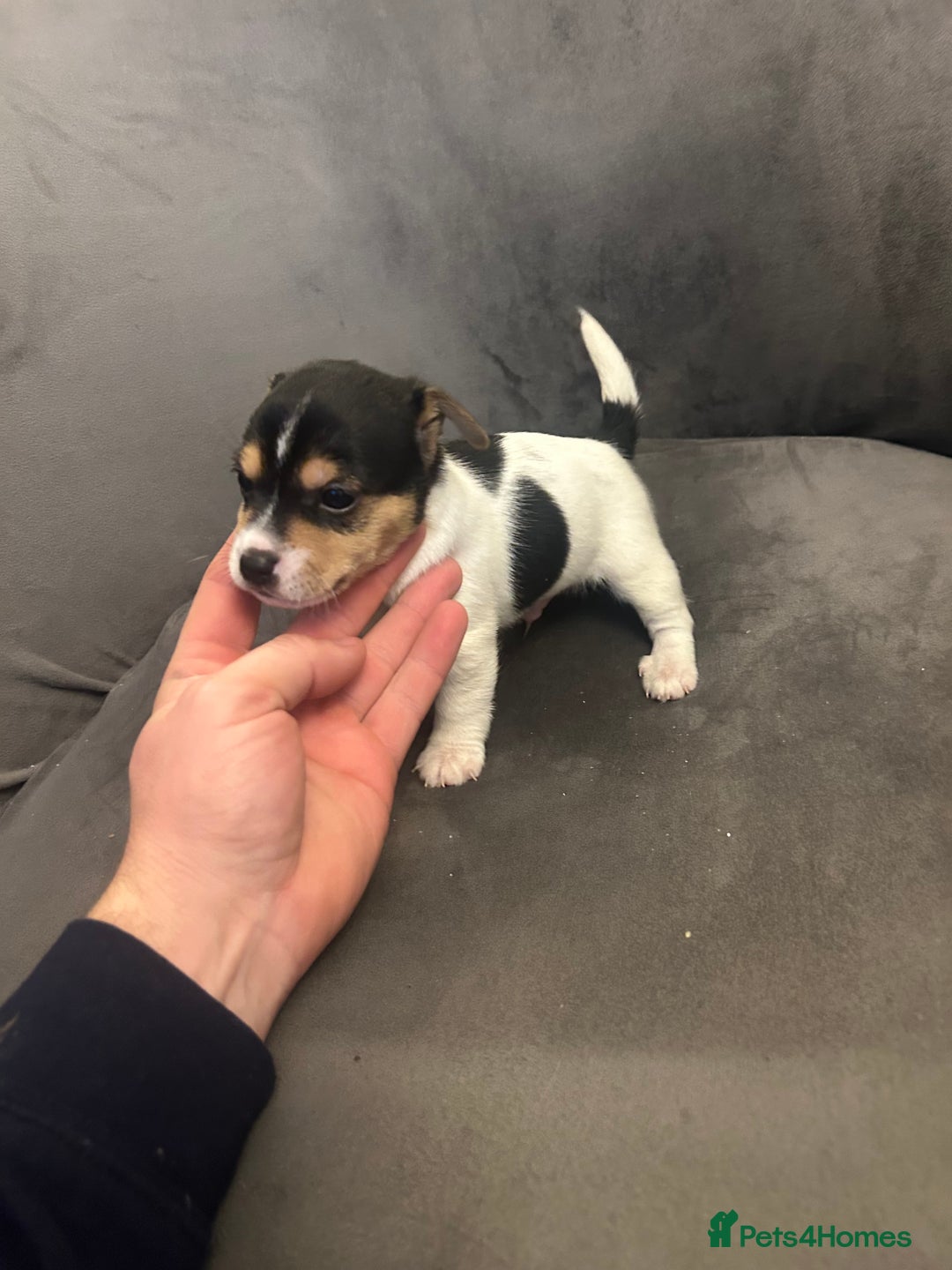 Jack Russell dogs for sale: Lovely Jack Russel puppies  - Image 4