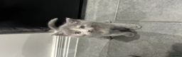 Mixed Breed cats for sale: Beautiful grey Fluffy Kittens! - Advert 11