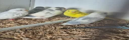 Budgerigars birds for sale: Baby Budgies, Adult Budgies, and Cockatiels  - Advert 20