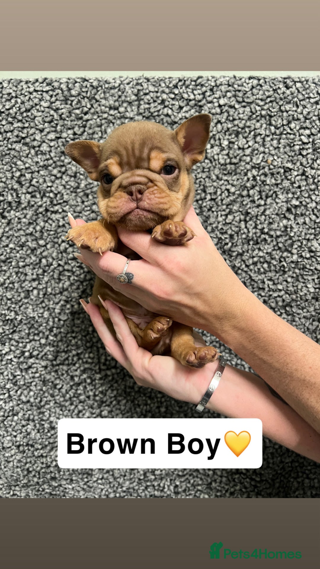 English Bulldog dogs for sale: English Bulldogs Ready For New homes!  - Advert 3