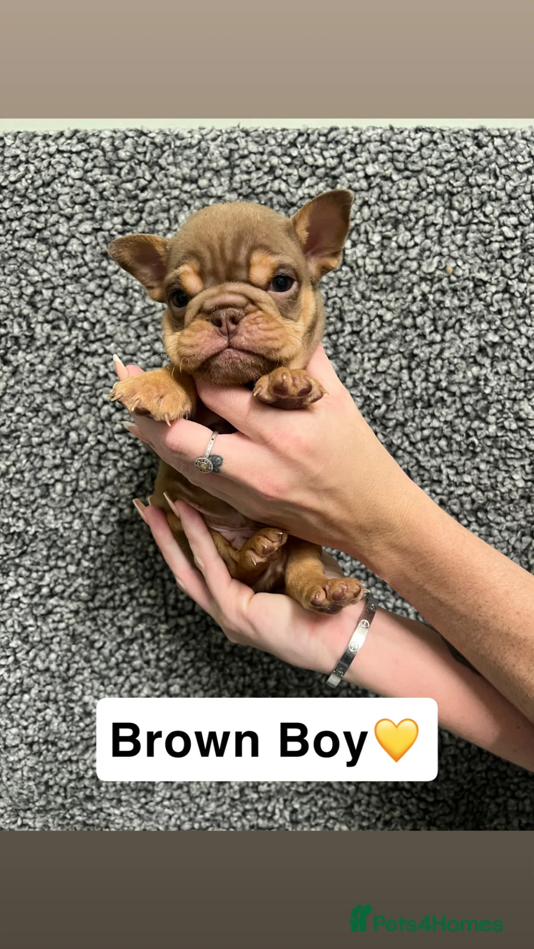 English Bulldog dogs for sale: English Bulldogs Ready For New homes!  - Advert 6