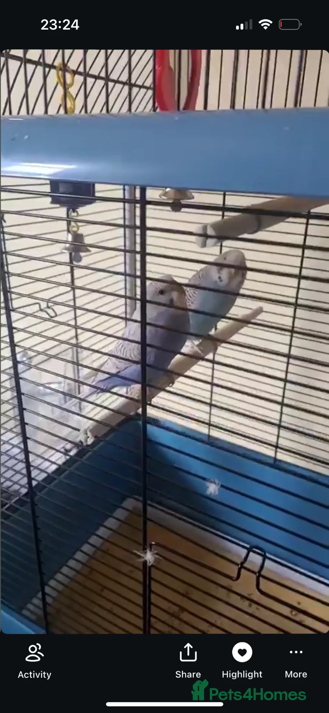Budgerigars birds for sale: Two Bonded Male Budgies For Sale  in Glasgow - Advert 2