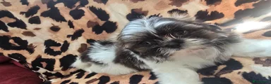 Shih Tzu 3