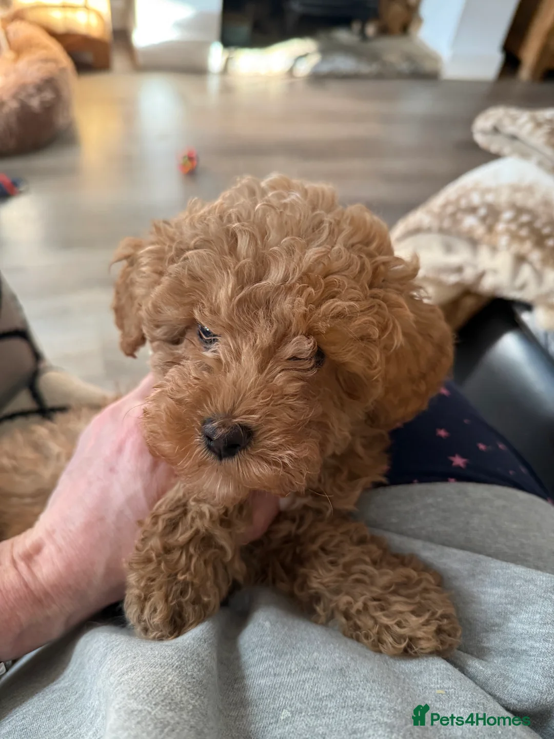 Toy Poodle dogs for sale: Toy poodle  ready to leave now  - Advert 2