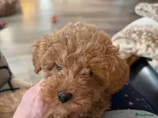 Toy Poodle dogs Toy poodle ready to leave now - Advert 1