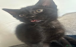 Mixed Breed cats for sale: kitten for sale! - Image 1
