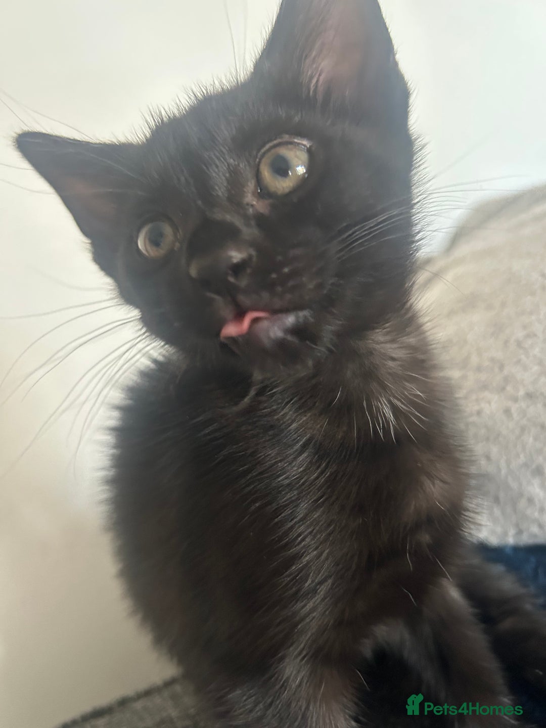 Mixed Breed cats for sale: kitten for sale! - Image 1