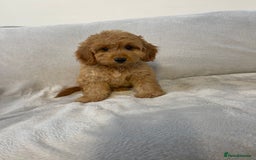 Cockapoo dogs for sale: 1 outstanding boy available  - Image 5
