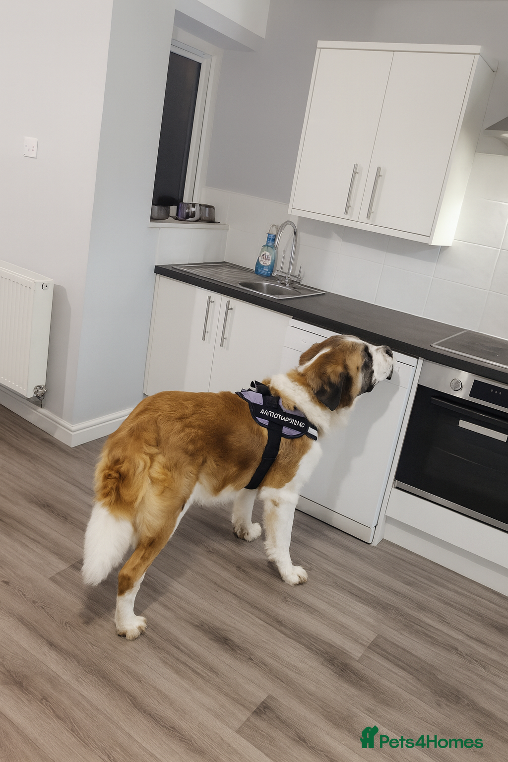 Saint Bernard dogs Saint bernard  - Advert 2