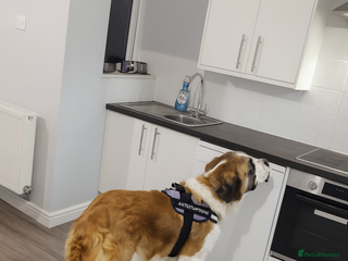 Saint Bernard dogs Saint bernard - Advert 1