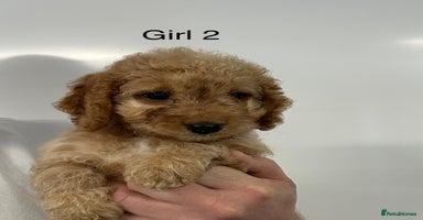 Cockapoo dogs - Advert 3