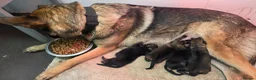 German Shepherd dogs for sale: Chunky German Shepherd Puppies  in Northampton - Advert 1