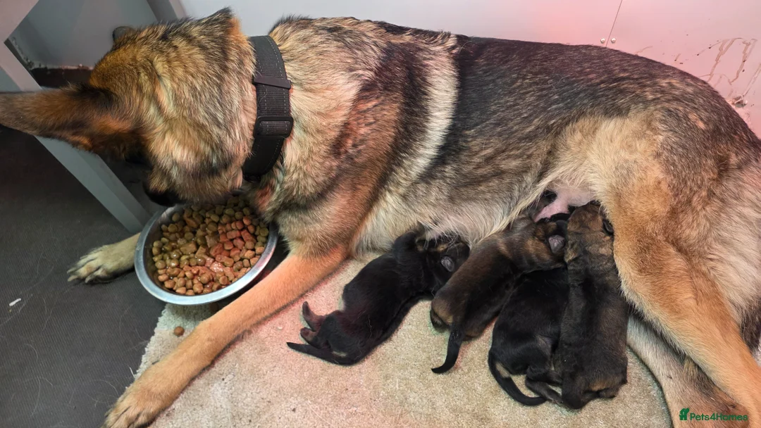 German Shepherd dogs for sale: Chunky German Shepherd Puppies  in Northampton - Advert 1